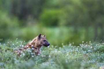 Spotted hyaena in Kruger National park, South Africa