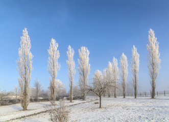 plane trees with hoar frost with deep sunbeam