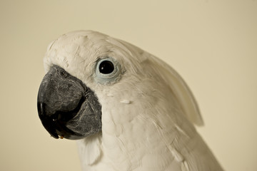 Parrot