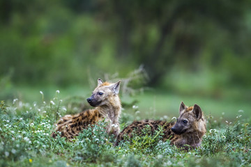 Spotted hyaena in Kruger National park, South Africa