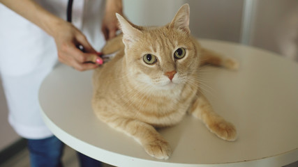 Fototapeta premium Closeup of Veterinarian woman with stethoscope examining cat in medical vet office