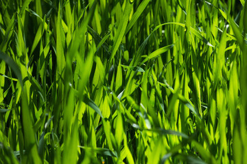Green lawn grass. It is illuminated by the rays of the sun. Close-up.