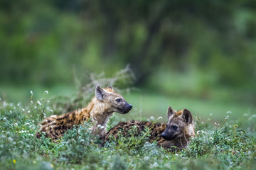 Spotted hyaena in Kruger National park, South Africa