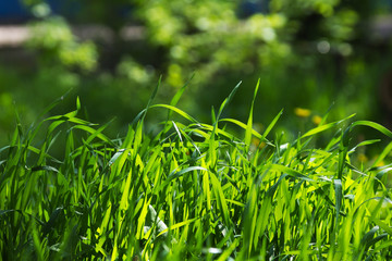 Green lawn grass. It is illuminated by the rays of the sun. Close-up.