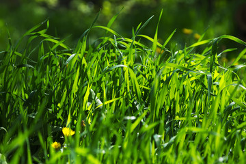 Green lawn grass. It is illuminated by the rays of the sun. Close-up.