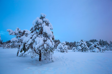 beautiful winter landscape snow tree