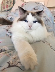 Obraz premium Ragdoll