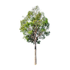 Isolated trees on white background , The collection of trees.beatiful autumnal colors