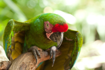 Portrait of Ara parrot