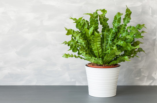 houseplant Asplenium nidus in white pot