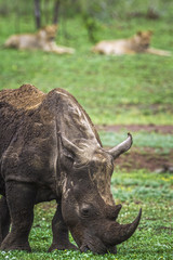 Obraz premium Southern white rhinoceros in Kruger National park, South Africa