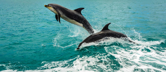Dolphins playing at Bay of Islands New Zealand