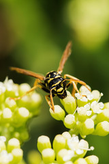 European Paper Wasp, Polistes dominula