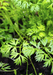 Naklejka premium Parsley foliage