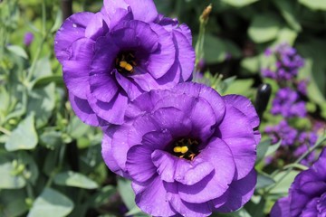 PURPLE FLOWERS IN A GARDEN