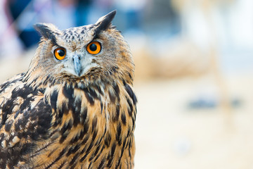 Eurasian Eagle Owl - obrazy, fototapety, plakaty