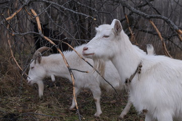 Fototapeta premium Head shot of white female goat with horns standing in paddock on farm