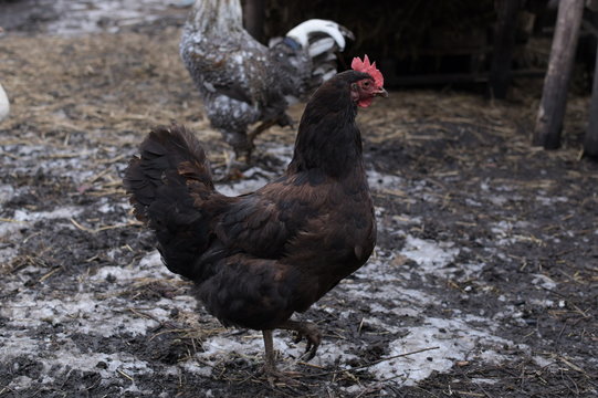 Brown chicken heh