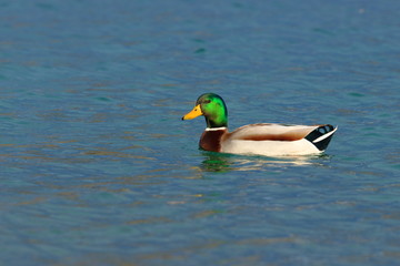 Mallard in water