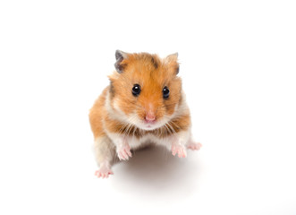 Cute funny Syrian hamster in a funny pose (isolated on white), selective focus on the hamster eyes