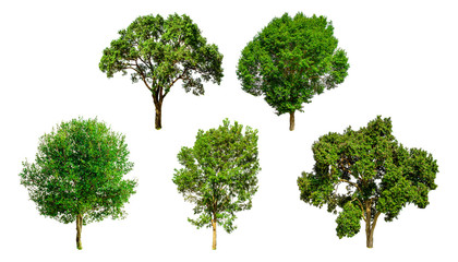 Fototapeta premium Isolated trees on white background , The collection of trees.beatiful autumnal colors