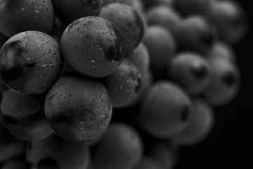 Close up, ripe darck grape berry isolated on black background