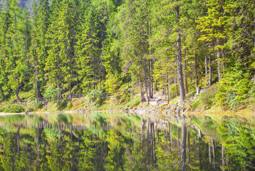 wonderful coniferous forest