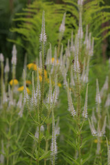Weißer Kandelaber-Ehrenpreis, Veronicastrum virginicum