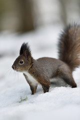 Naklejka na ściany i meble Red squirrel closeup in winter
