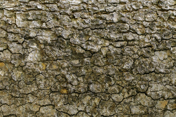 Wood texture with natural patterns, Background old panels, The bark of the tree.