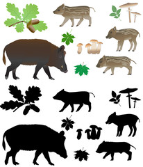 Wild pig with cubs in color images and silhouettes