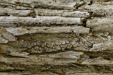 Wood texture with natural patterns, Background old panels, The bark of the tree.