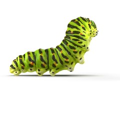 Swallowtail caterpillar or Papilio Machaon on a white. 3D illustration