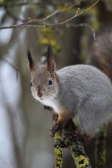 Naklejka na ściany i meble Red squirrel sitting on branch closeup. Squirrel on tree closeup.