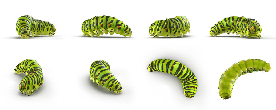 Swallowtail caterpillar or Papilio Machaon renders set from different angles on a white. 3D illustration