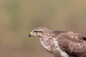 Buzzard 0108