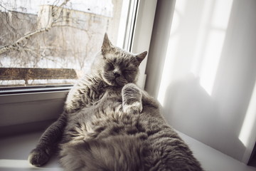 A grey cat lies by the window in the sunlight. Relaxation