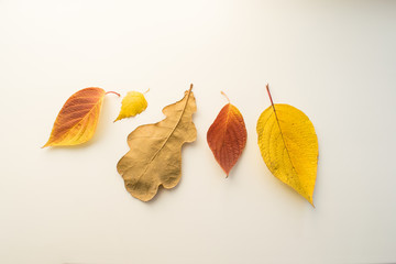 Fototapeta na wymiar Yellow red autumn leaves on a white background