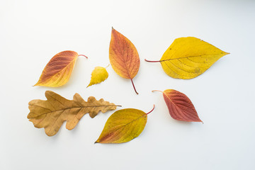Yellow red autumn leaves on a white background