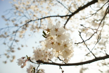 blossom