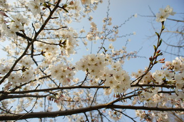 blossom