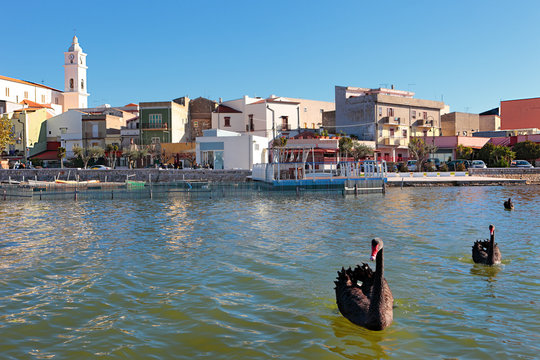 Lesina lagoon with black swan, Foggia, Apulia, italy