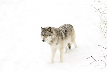 Timber wolf or Grey Wolf (Canis lupus) isolated on a white background walking in the winter snow in Canada