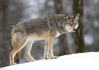 Coyote in the winter snow in Canada