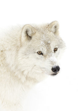 Arctic wolf (Canis lupus arctos) isolated against a white background closeup in the winter snow