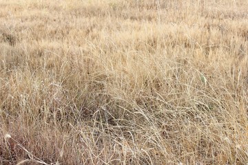 Background image Dry meadow during fall season.
