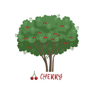 Cherry garden berry bush with name vector Illustration