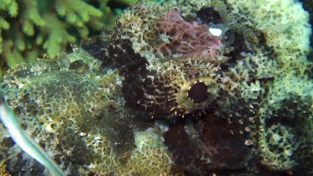 Stonefish Bearded scorpionfish scorpaenopsis barbata very poisonous underwater. Amazing Relax video about marine animals in world of wildlife.