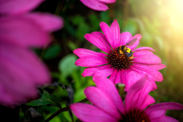 The bee is finding food from pink flowers