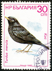 UKRAINE - circa 2017: A postage stamp printed in Bulgaria shows Common Blackbird, Turdus merula, Series Birds, circa 1987